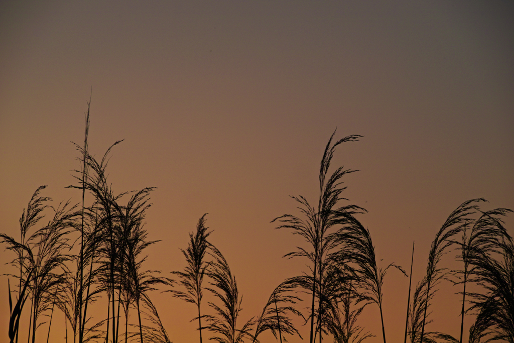 silver grass