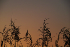 silver grass