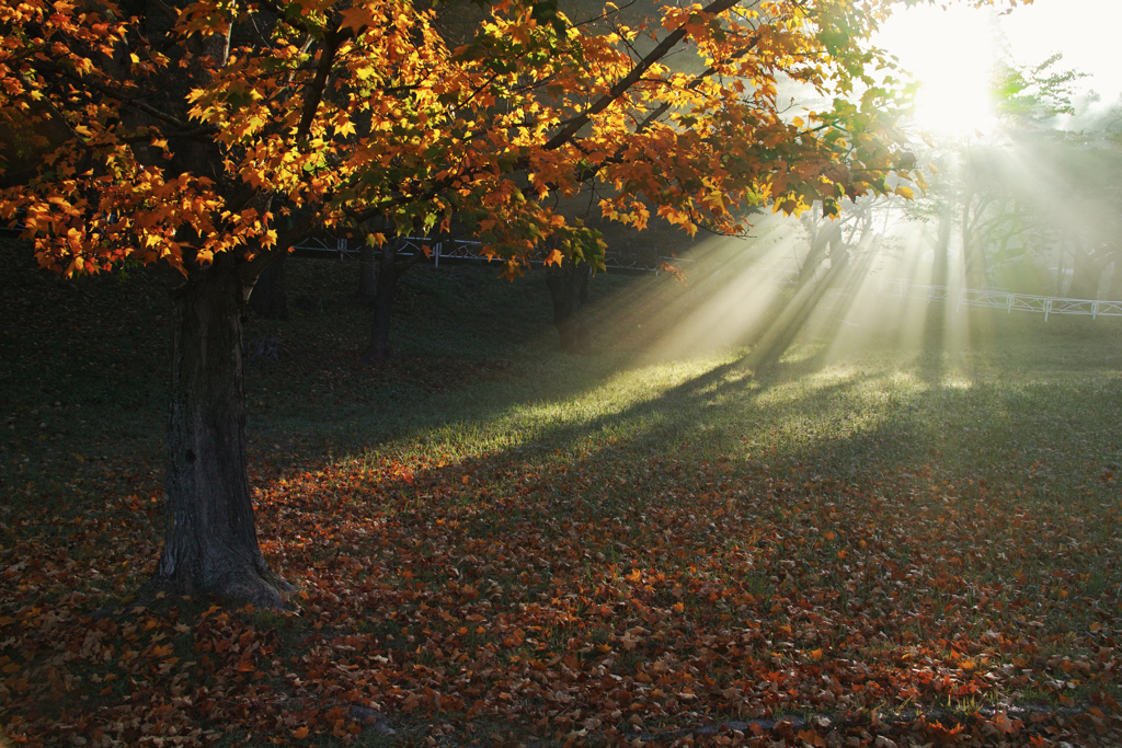Light