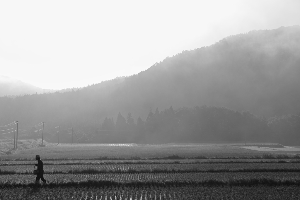 Fog monochrome