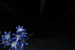 Blue stars