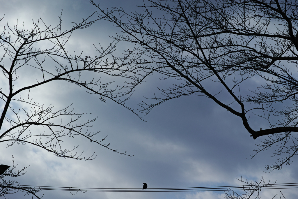 Crow by (´・ω・`) （ID：10193799） - 写真共有サイト:PHOTOHITO