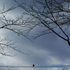 Crow