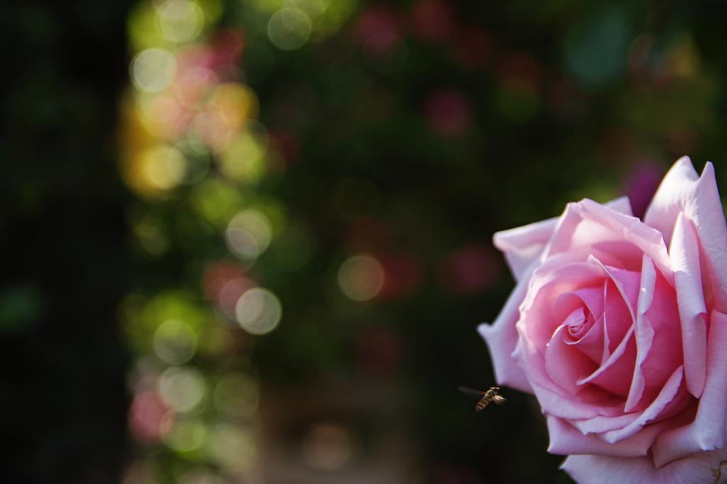 fov pink rose
