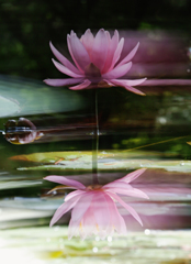 Reflection