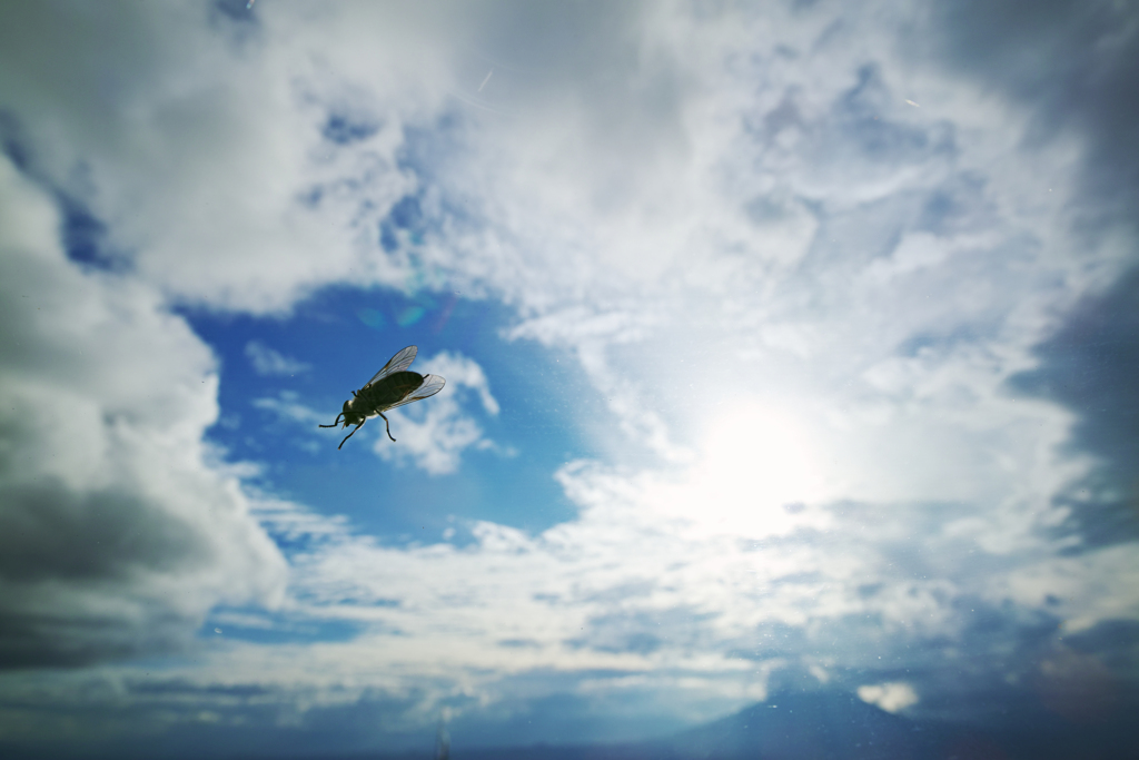 #fly