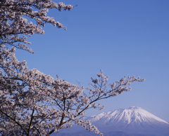 Iwate Sakura