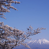 Iwate Sakura