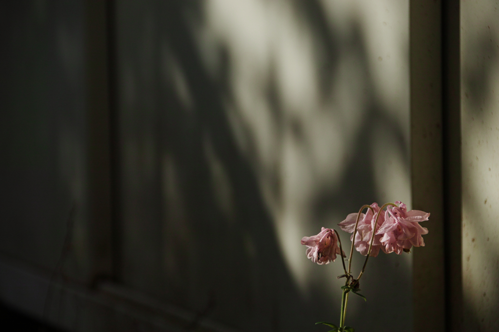 columbine