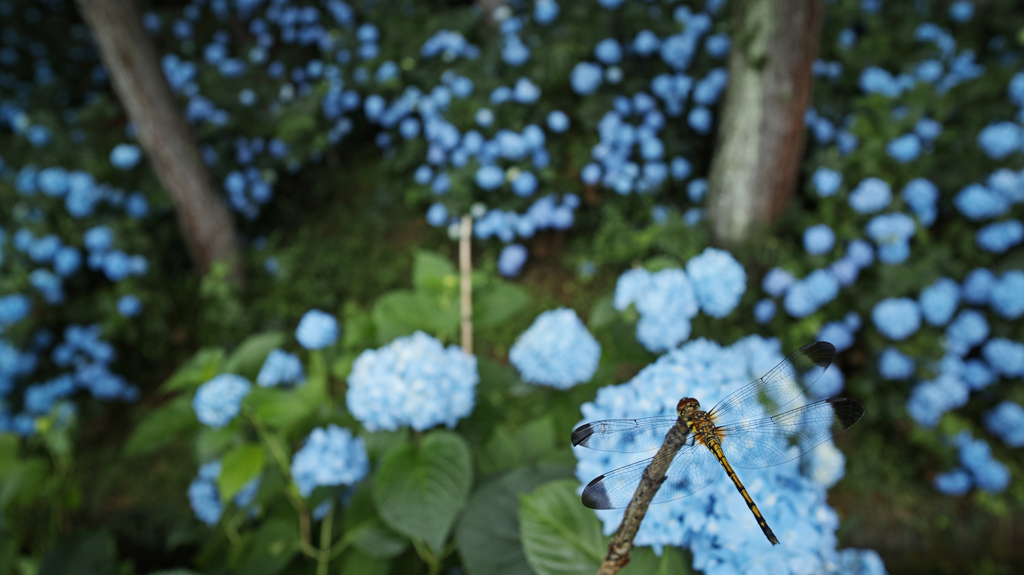 Blue fly