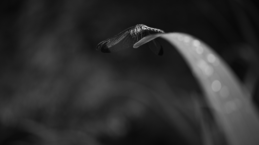 a dragonfly
