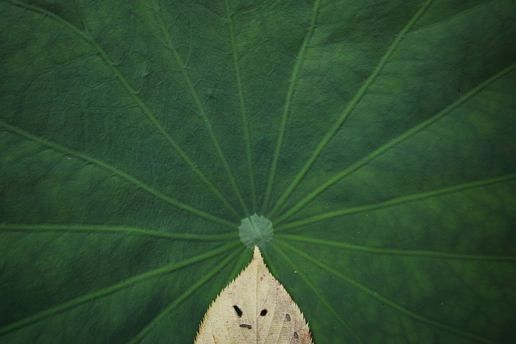face