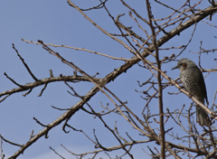 初！野鳥