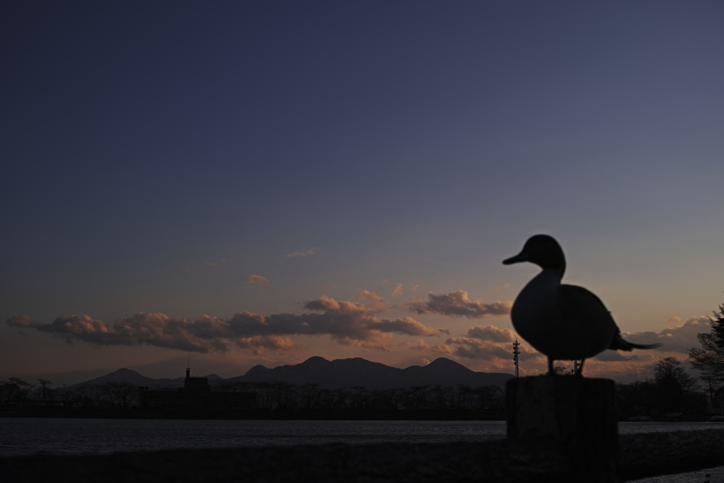 鴨の見た風景