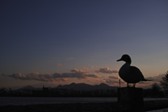 鴨の見た風景