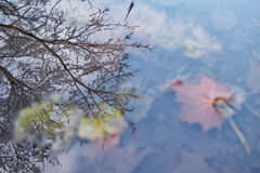 reflection