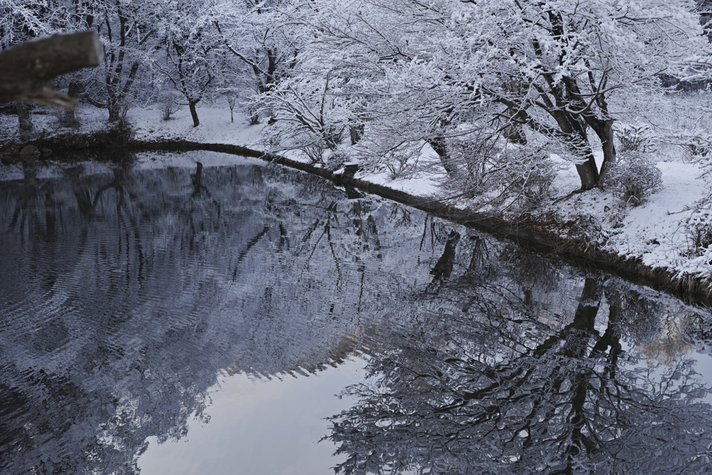 雪桜