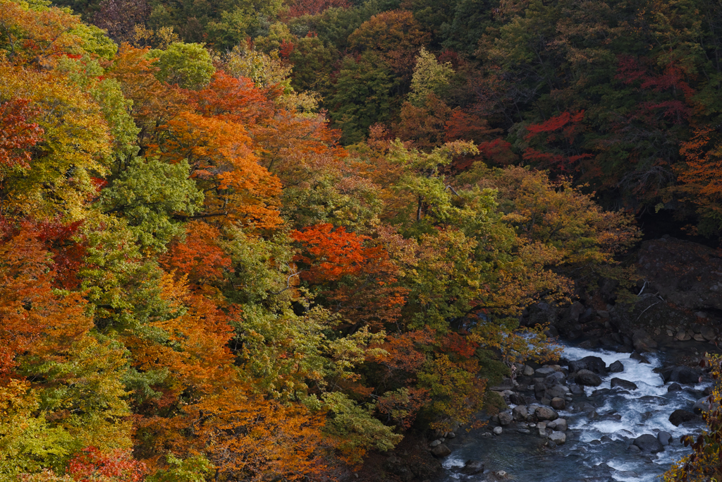 紅葉グラデーション