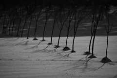 Monochrome Trees
