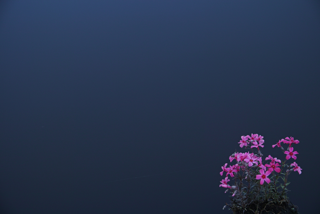 凛桜