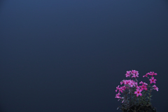 凛桜