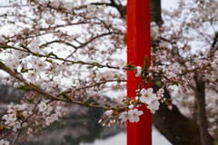 春柱