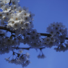 浮桜