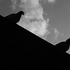 Two monochrome birds