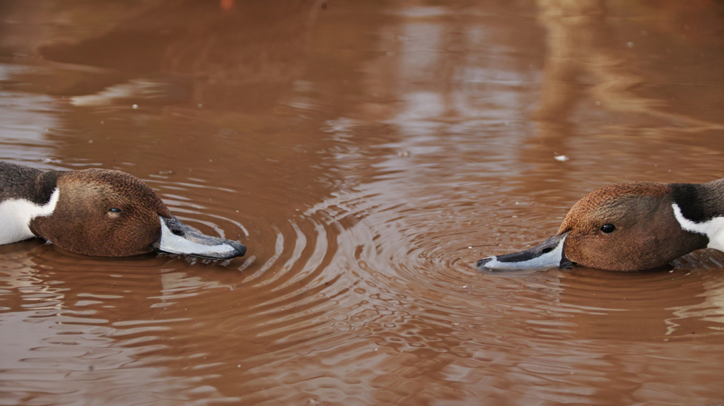 ducks
