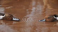 ducks