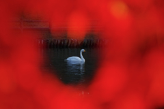 Autumn visitors