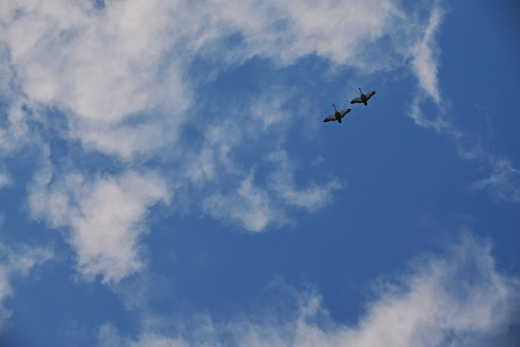 空鴨