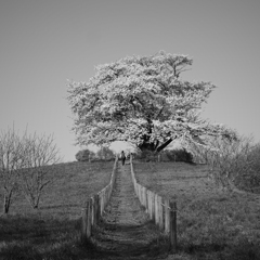 黑桜