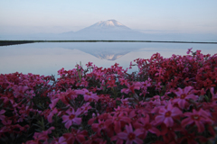 岩手桜