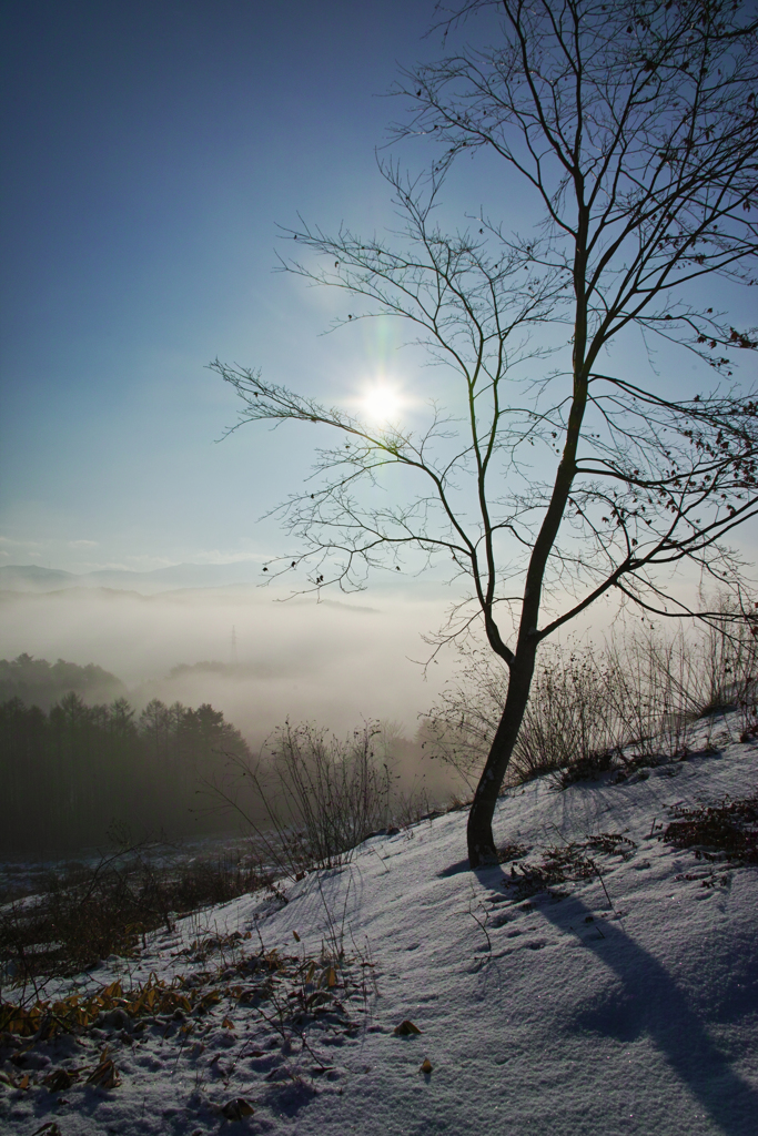 tree