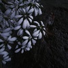 葉雪