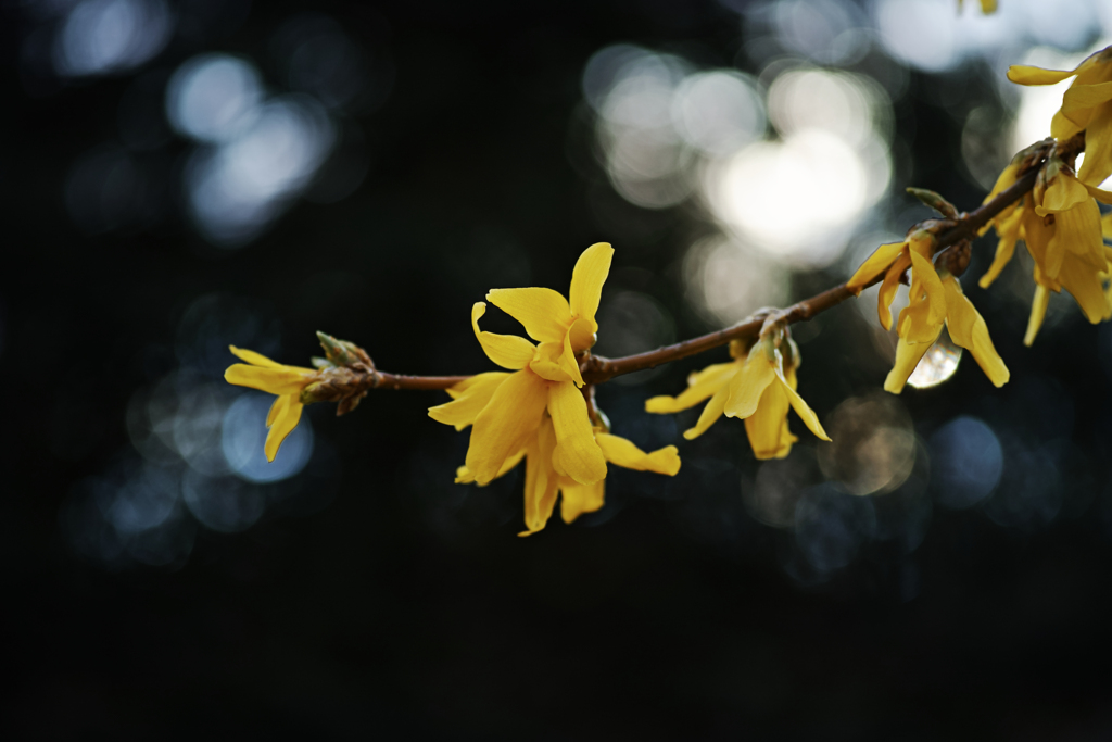 Yellow ornament