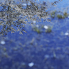 花びらのある風景