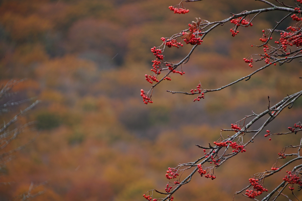 Rowan