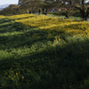 Yellow＆Shadow