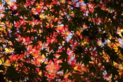 紅葉