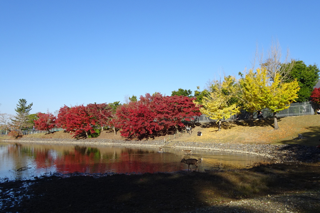 大仏池の紅葉