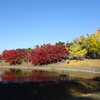 大仏池の紅葉