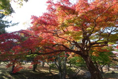 奈良公園の紅葉