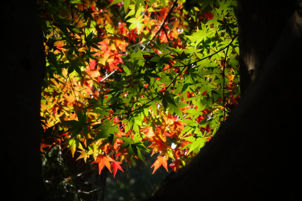 奈良公園の紅葉