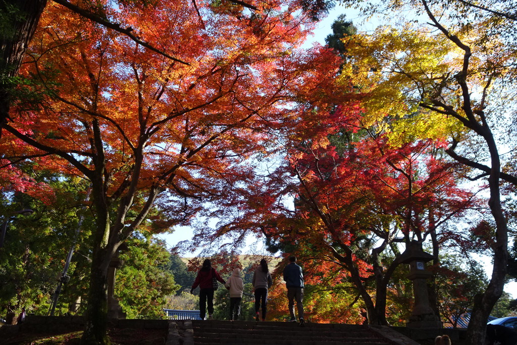 奈良公園の紅葉