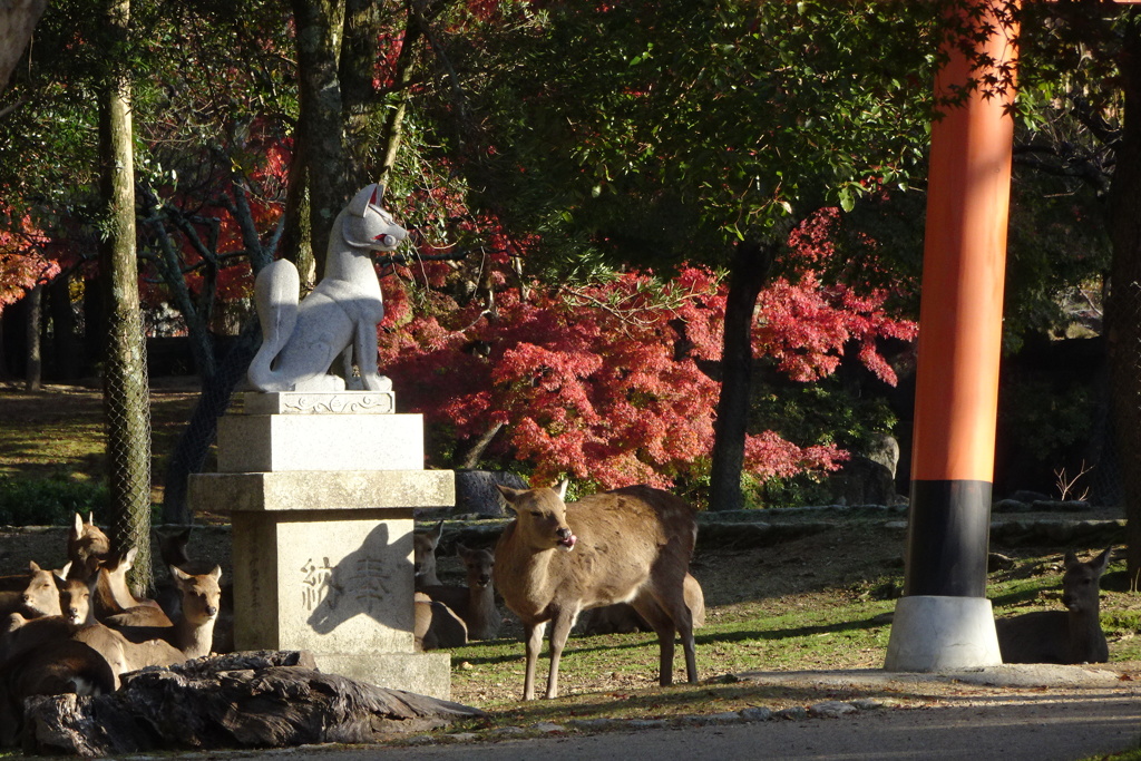 奈良公園の鹿