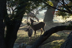 秋の奈良公園