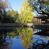 奈良公園のいちょう
