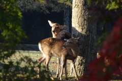 奈良公園の鹿と紅葉